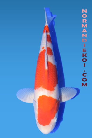 Kohaku