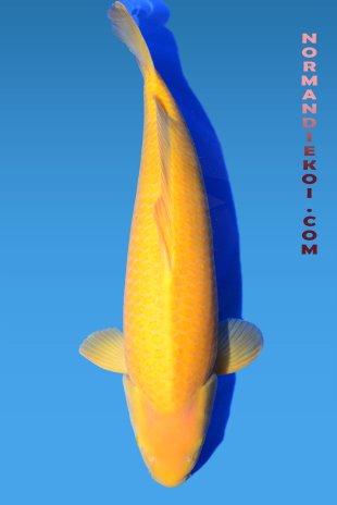 Karashigoi