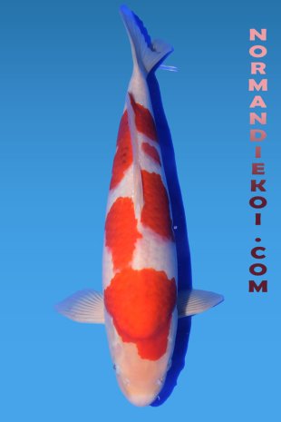 Goromo