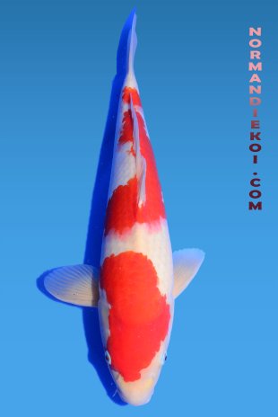 Kohaku
