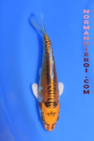 Kin Kikokuryu