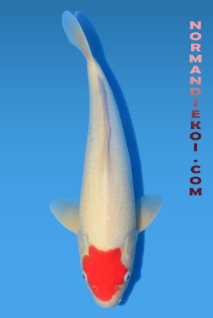 Tancho kohaku
