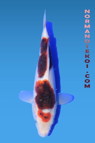 Goromo