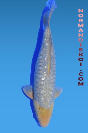 Aragoke Soragoi