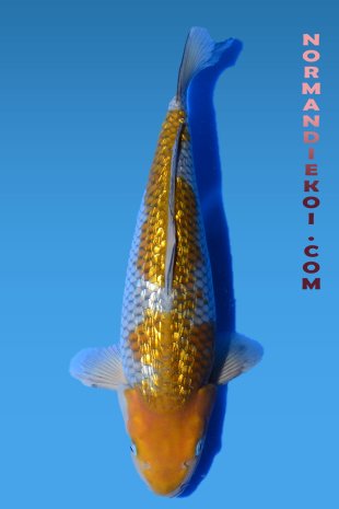 Ginrin ochiba shigure