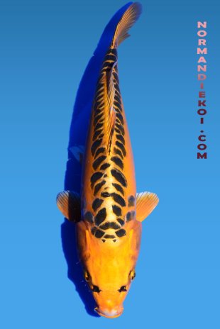 Mizuho ogon