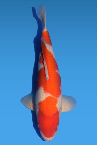 Kohaku