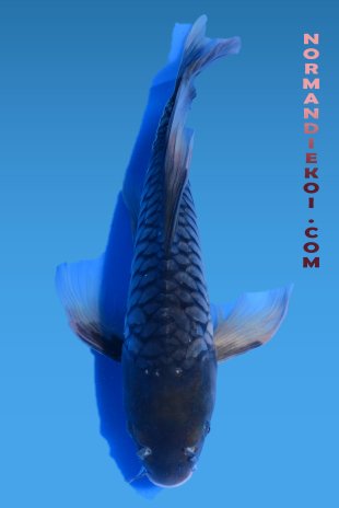 Aragoke voile