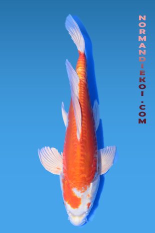 Kikusui voile