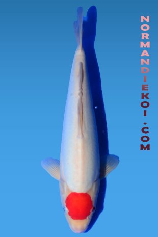 Doitsu tancho kohaku