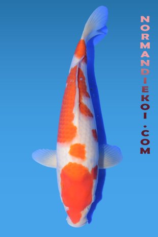 Kohaku