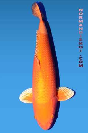 Ginrin orenji