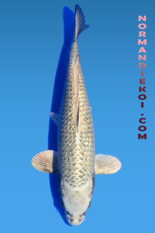 Mukashi ogon