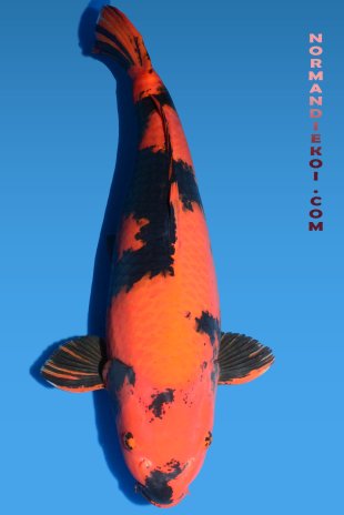 Hi utsuri
