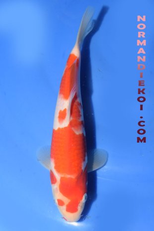 Kohaku