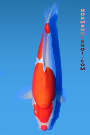 Doitsu kohaku