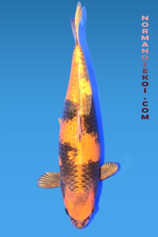Kin ki utsuri
