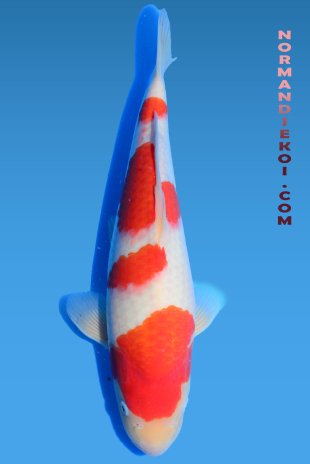 Kohaku