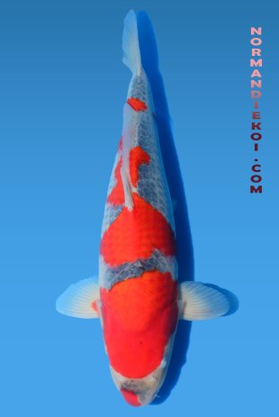 Goshiki