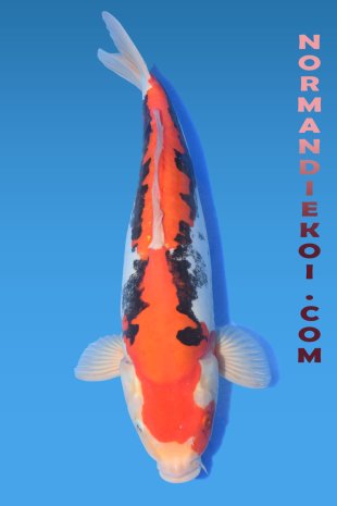 Beni kumonryu