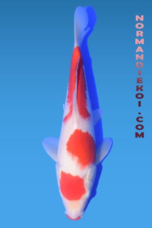 Kohaku