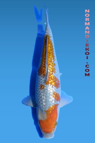 Ginrin ochiba shigure