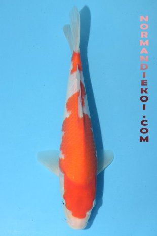 Kohaku
