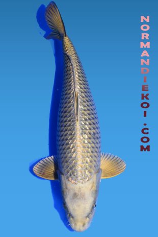 Ginrin mukashi ogon