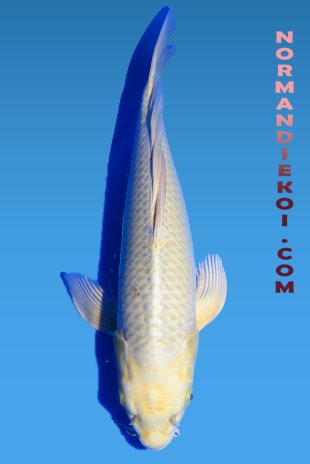 Mukashi ogon voile