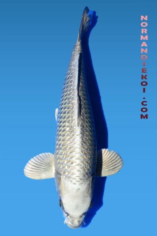 Mukashi ogon
