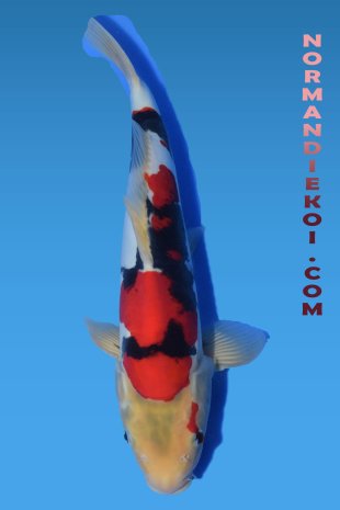 Beni kumonryu