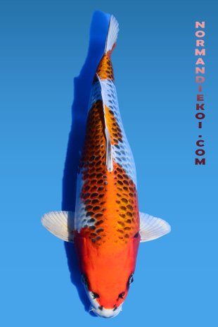 Kujaku