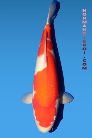 Kohaku