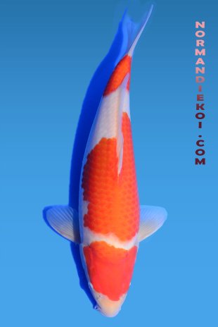 Kohaku
