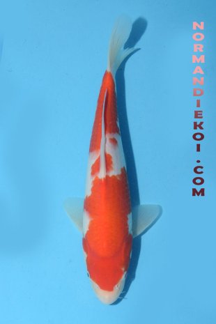 Kohaku