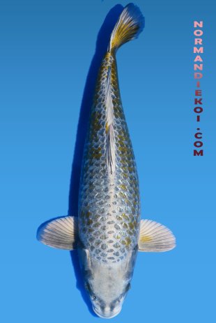 Mukashi ogon
