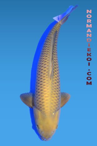 Chagoi