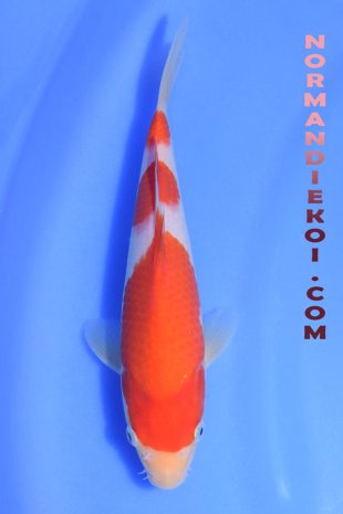 Kohaku