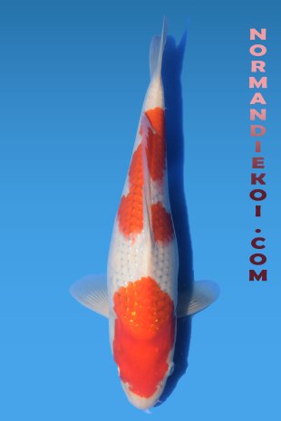 Kohaku