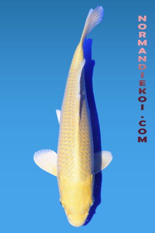 Yamabuki