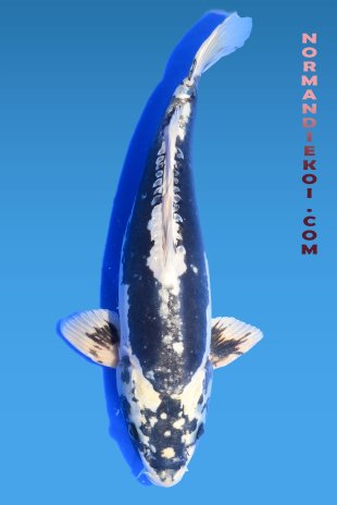 Kikokuruy