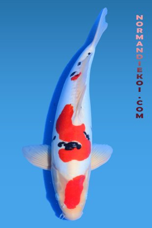 Doitsu sanke