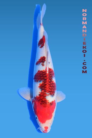 Goromo