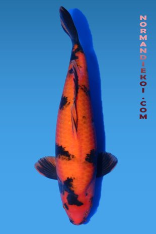 Hi utsuri