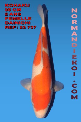 KOHAKU