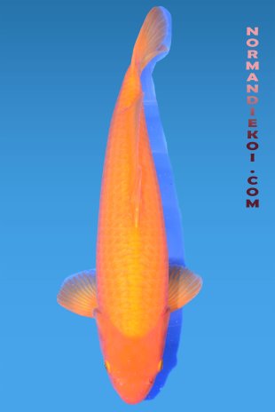 Karashigoi