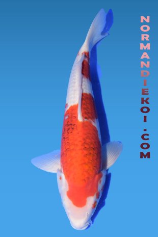Goromo