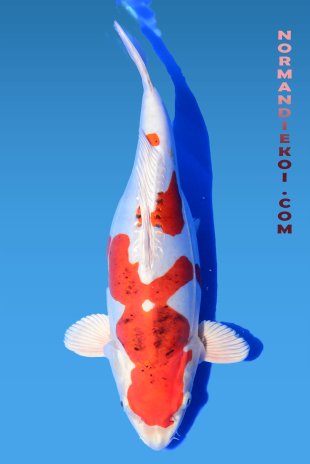 Kikusui
