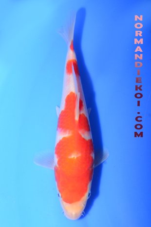 Kohaku