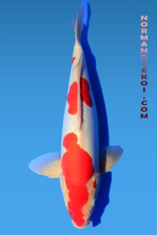 Doitsu kohaku